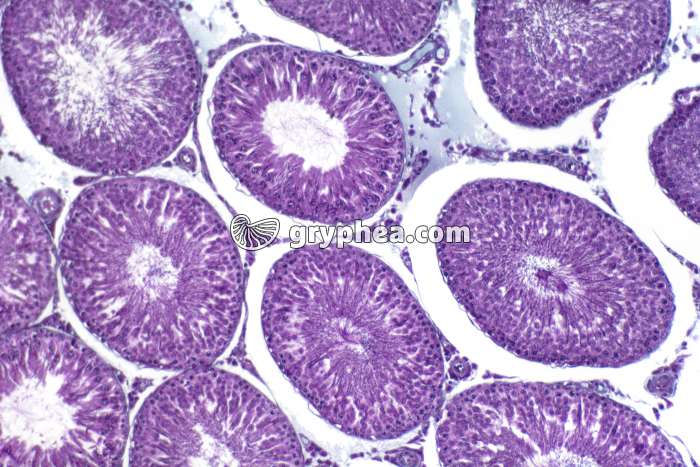 Testicule de Rat avec cellules intesticielles x40 - gryphea.com